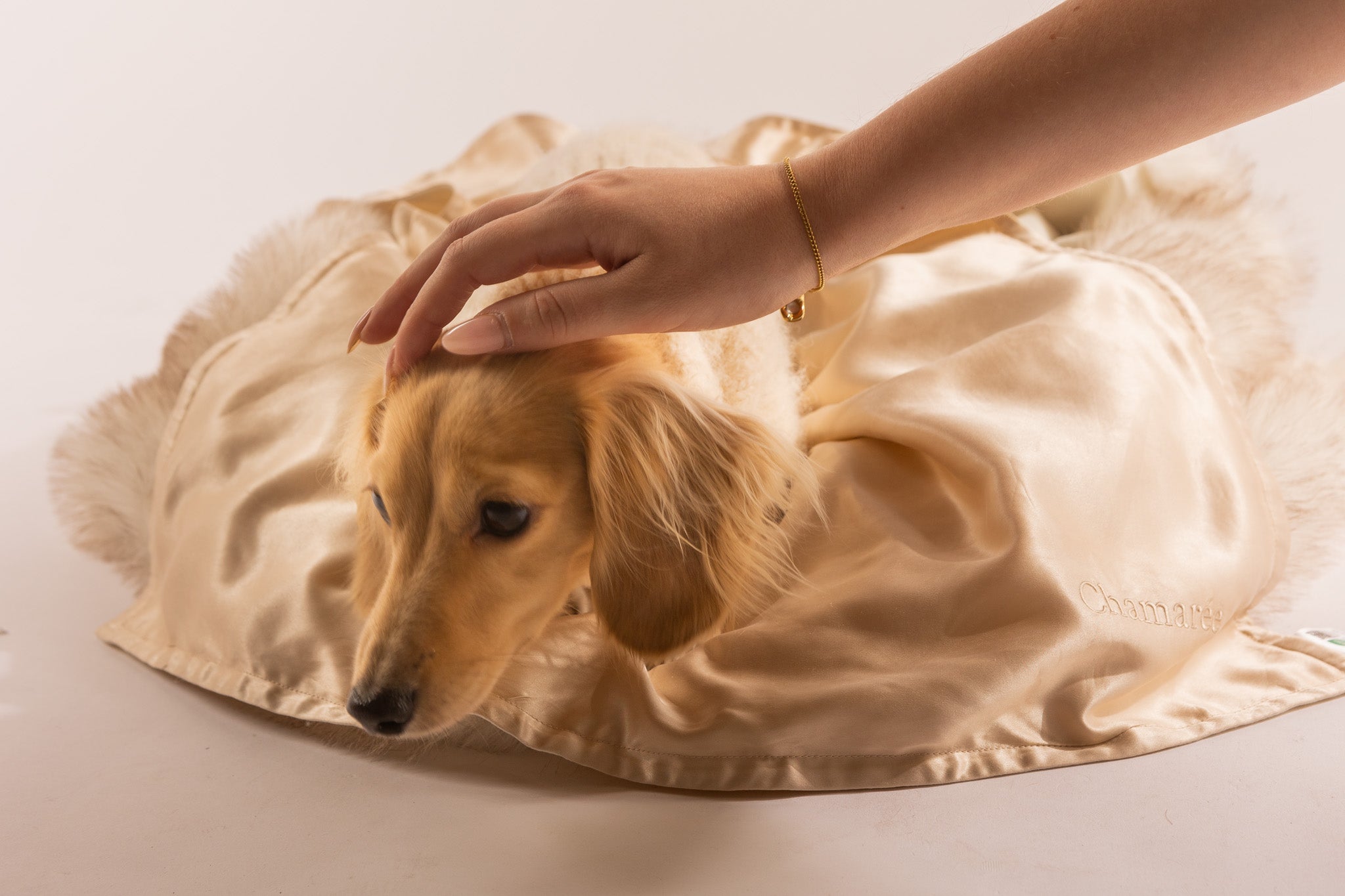 Chamarée dog
